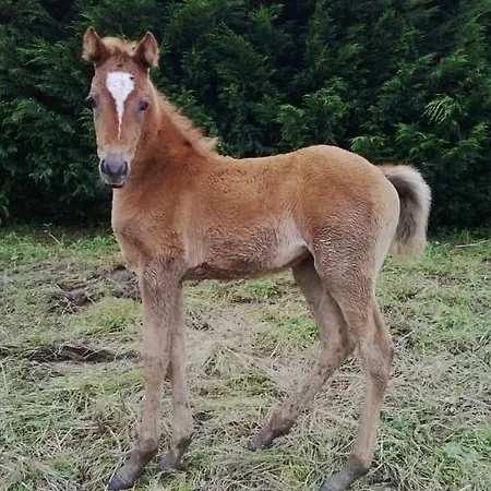別荘 Large House In Gamiz-fica With Mountain View