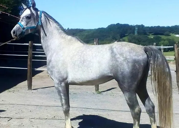 Large House In Gamiz-fica With Mountain View Vakantiehuis Fica