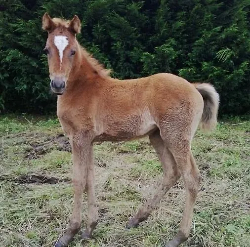 Vakantiehuis Large House In Gamiz-fica With Mountain View