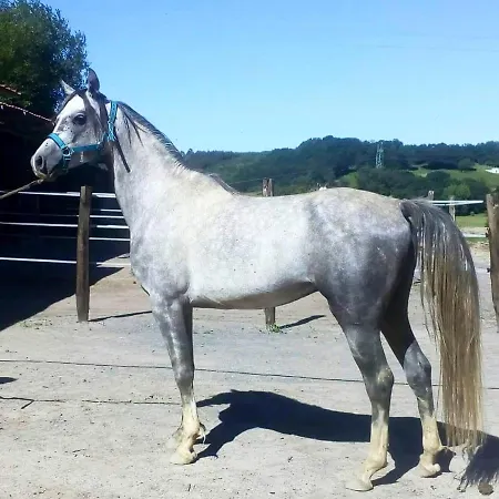 Large House In Gamiz-fica With Mountain View Vakantiehuis Fica